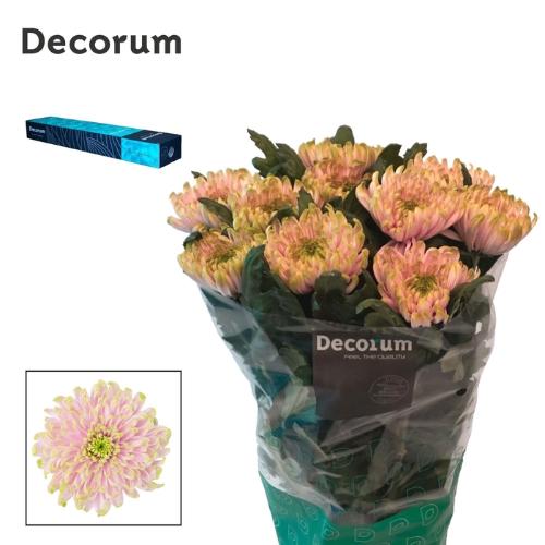Chrysanthemum Indicum Grp geplozen Rossano Charlotte