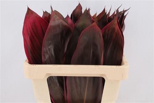 Cordyline fruticosa 'Purple Compacta' (decor)