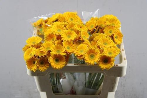 Gerbera nano GerMicro Canari