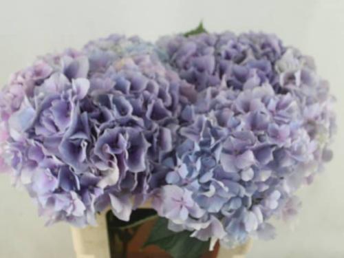 Hydrangea macrophylla Royal Benefit (paars)