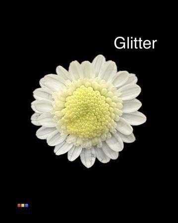 Chrysanthemum Indicum Grp tros kas kleurbehandeld H%