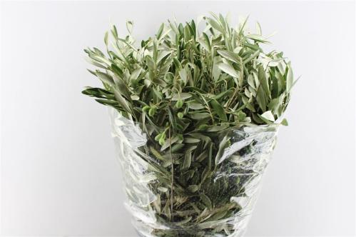 Olea europaea per bos