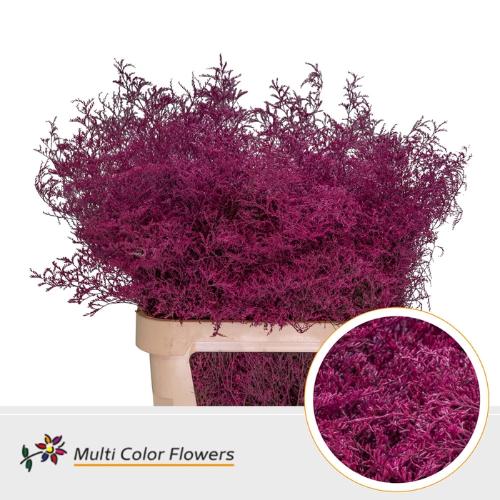 Limonium overig kleurbehandeld H%