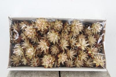 Huis en tuindecoratie overig H%