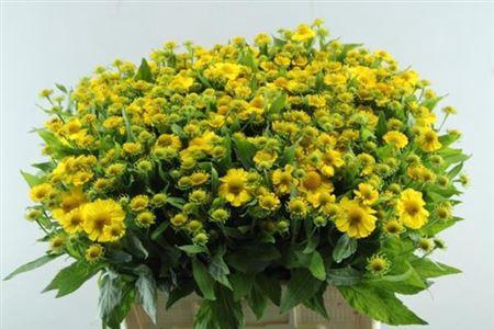 Helenium 'Kanaria'