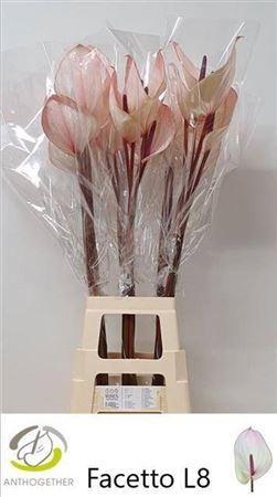 Anthurium Andreanum Grp Facetto