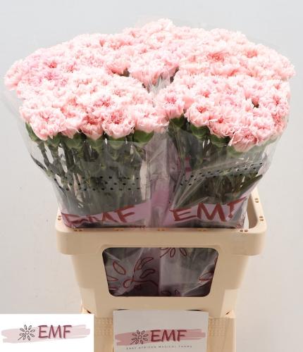 Dianthus srtandaard Jodie