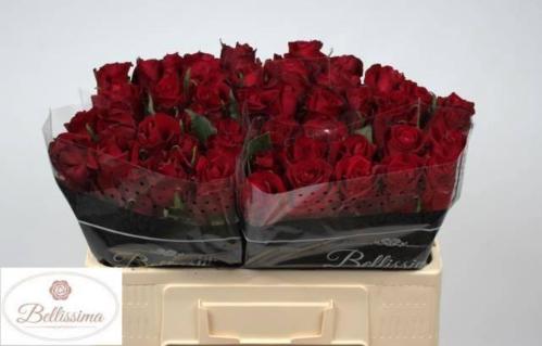 Rosa grootbloemig Ever Red