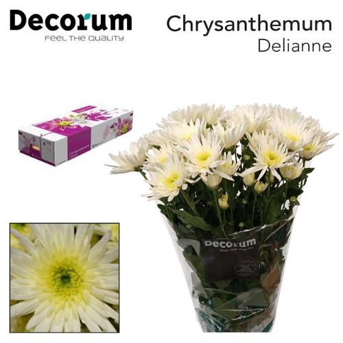Chrysanthemum Indicum Grp tros kas 'Delianne White'