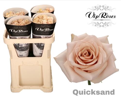 Rosa grootbloemig Quicksand