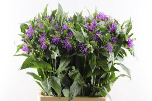 Monarda 'Purple Prince'