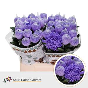Chrysanthemum (Indicum Grp) geplozen Antonov kleurbehandeld H%