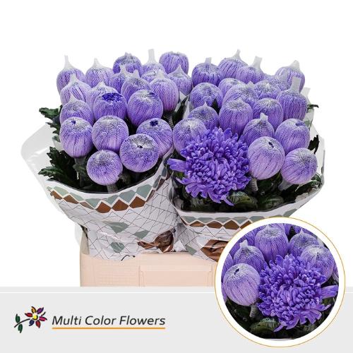 Chrysanthemum (Indicum Grp) geplozen Antonov kleurbehandeld H%