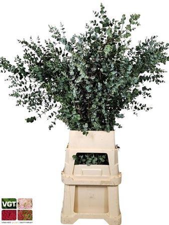 Eucalyptus gunnii Azura