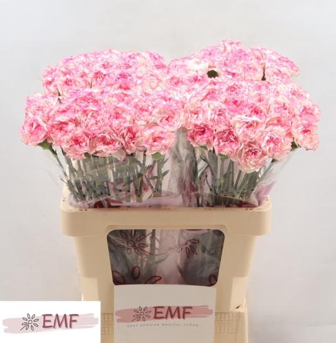 Dianthus standaard 'Komachi'