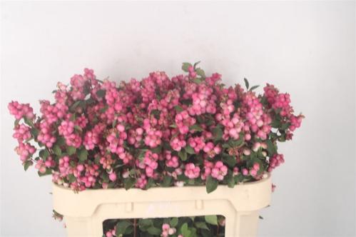 Symphoricarpos (Pink Berry Grp) Magical Ruby Falls