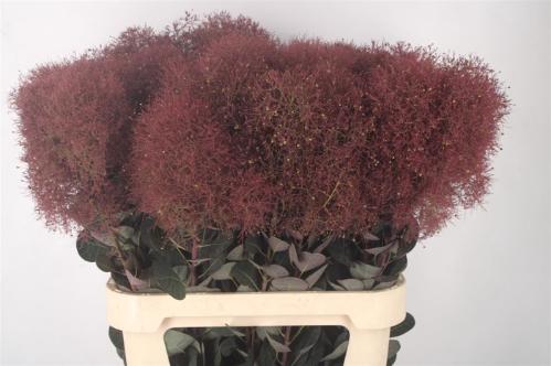 Cotinus coggygria Magical Torch