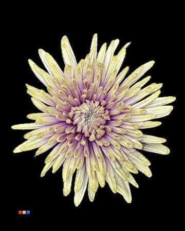 Chrysanthemum (Indicum Grp) geplozen Topspin kleurbehandeld H%