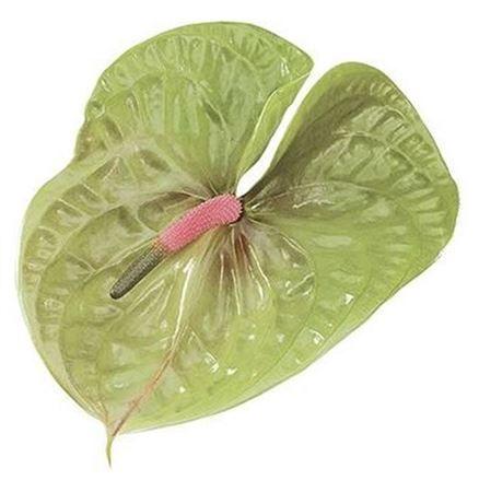 Anthurium Andreanum Grp Pistache