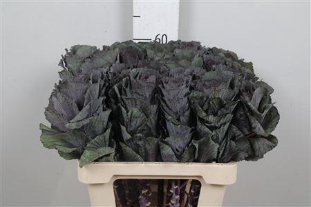 Brassica oleracea 'Elegance'