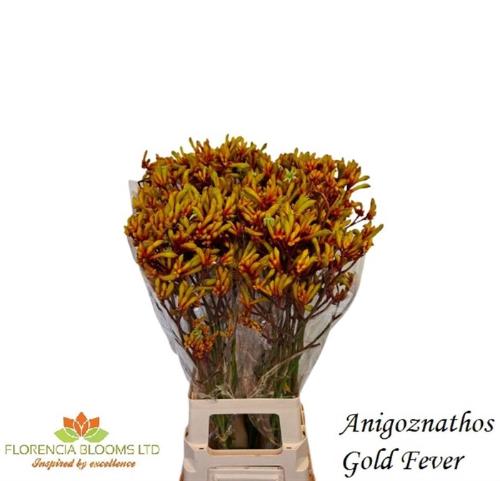 Anigozanthos 'Gold Fever'