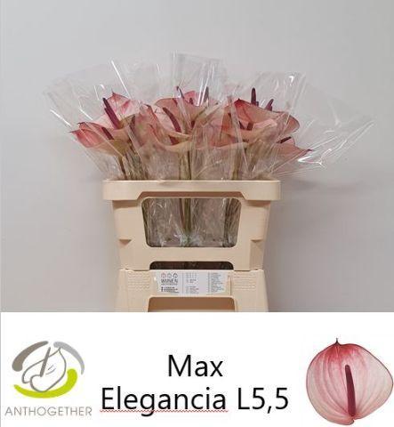 Anthurium Andreanum Grp Maxima Elegancia