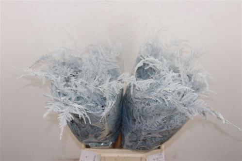 Asparagus overig kleurbehandeld H%