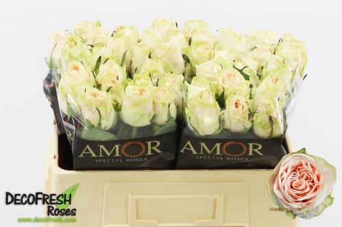 Rosa grootbloemig Wedding Rose