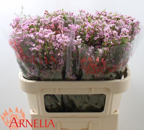 Chamelaucium uncinatum 'Kerryn'