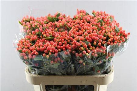 Hypericum x inodorum Magical Royal Princess