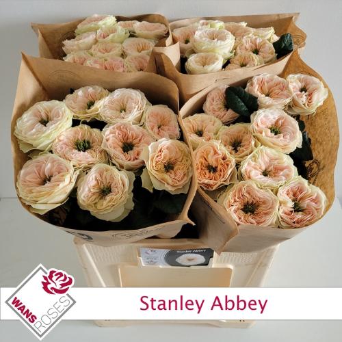 Rosa grootbloemig Stanley Abbey