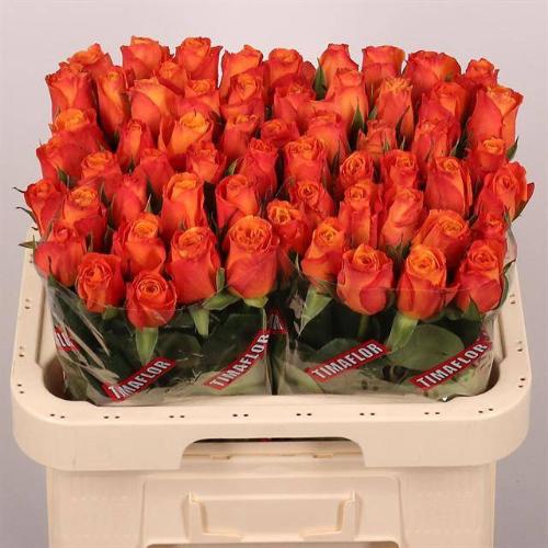 Rosa grootbloemig Confidens