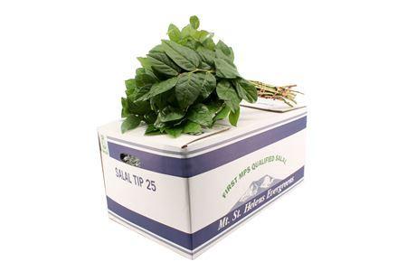 Gaultheria shallon per bos