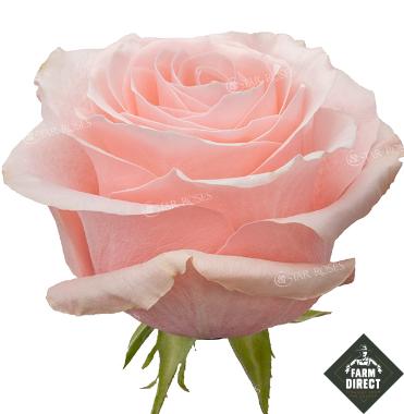 Rosa grootbloemig overig