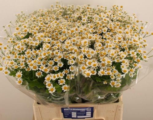 Tanacetum parthenium 'Single Vegmo'