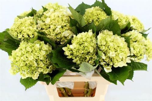 Hydrangea macrophylla 'Lima'