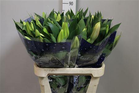 Lilium Oriental Grp 'Marlon'