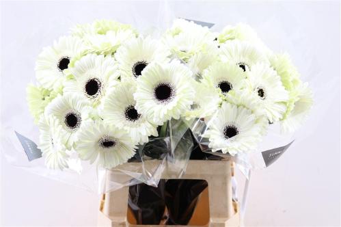 Gerbera grootbloemig 'White House'