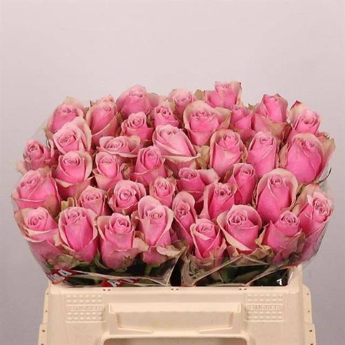 Rosa grootbloemig Athena Royale