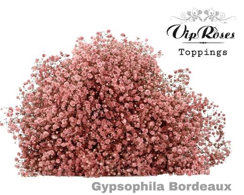 Gypsophila overig kleurbehandeld H%