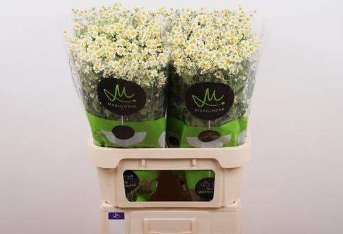 Tanacetum parthenium 'Single Vegmo'