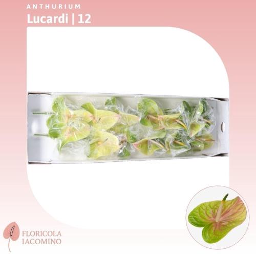 Anthurium Andreanum Grp Lucardi