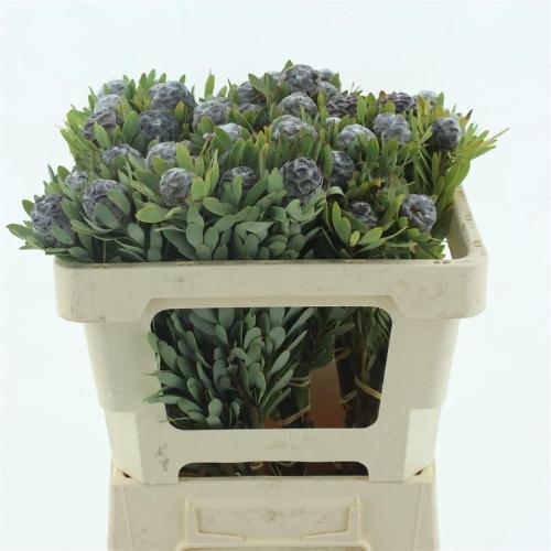 Leucadendron pubescens