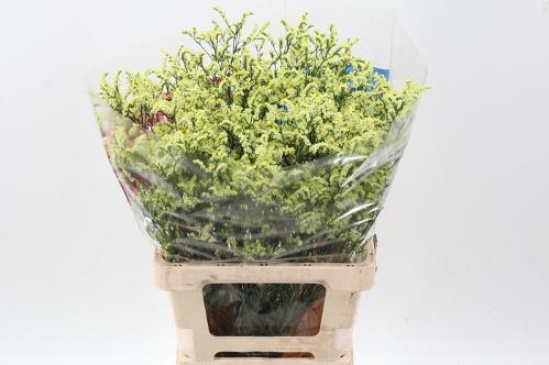 Limonium sinensis Pineapple Diamond