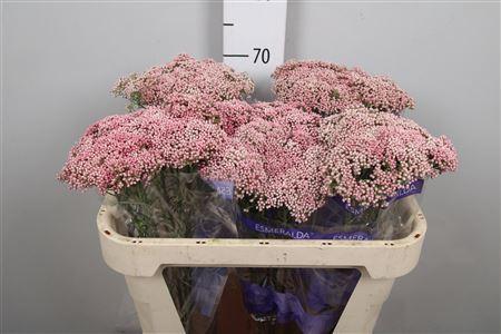 Ozothamnus 'Cooks Tall Pink'