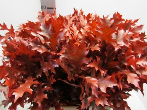 Quercus palustris kleurbehandeld H%