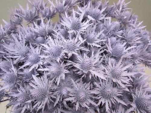 Eryngium planum kleurbehandeld H%