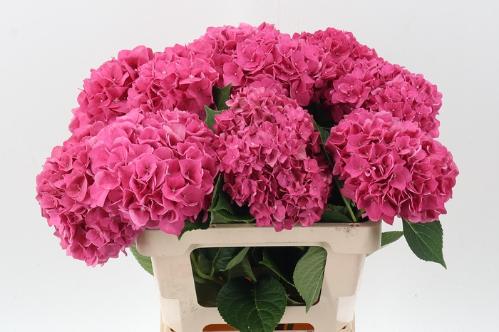 Hydrangea macrophylla 'Rodeo' (rood)