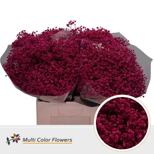 Gypsophila overig kleurbehandeld H%