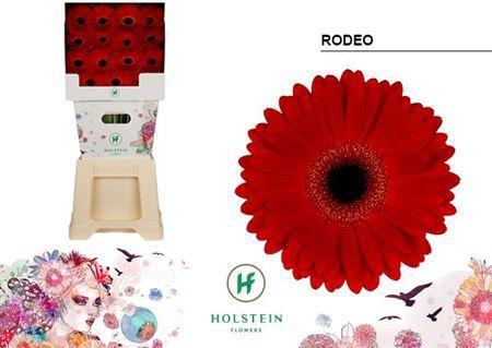 Gerbera grootbloemig 'Rodeo'